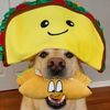 taco_shibe