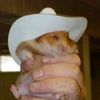 hamstercowgirl