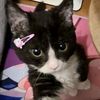 ihakitty_