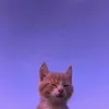 kat.vs.damfworld on IG