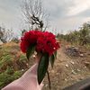roshana1235