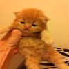 meowdy911