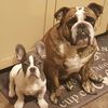 bulldogmomma74