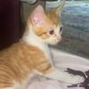 mishu.x1