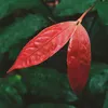 cophaimualaem
