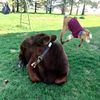 puppycowfarm