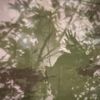 oxsolace