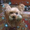 yorkiecutie