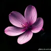thanhtam2590