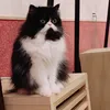 yu_sato0