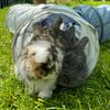 bunnies_flecki_hannes