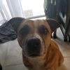 pumbaa_88