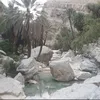 shafi4902