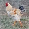 smartfarmtexas