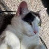 perseus_the_cat