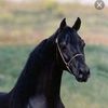 omar.almousa00