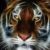 fernandogarcia783