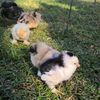 fluffiebear9999