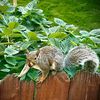 crunksquirrelstingy