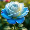 malik.a7488