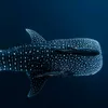 whalesharklover05