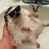 holydukk