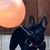 skyethe_frenchie