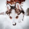 Winter Pomsky