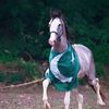 waqasgujjar358