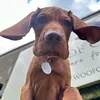 whiskey_the_vizsla