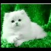 pradeesh.2255