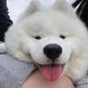 sowii_98