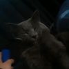nyallyface