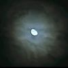 porco_germe45