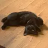 iadoptwildthings