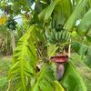 safiadibor