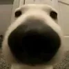 _vhtu.1