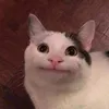 ana77782