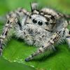 thedimantula