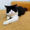 bobbytuxedo