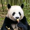 handsomepanda777