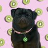 Kiwi Bug The Pug
