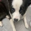 magalie_forest