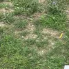 vanc_101_