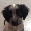 harleythepuppy2020