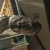 encylikesfrogs