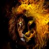 lonely.aslan