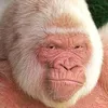 bigwhiteape