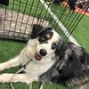 just_another_dog_mom