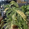 danandplants